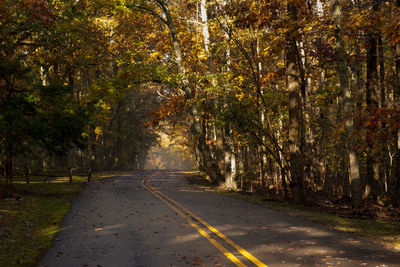 Road amidst trees