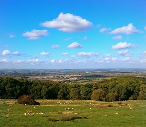Trees on grassy field against cloudy sky