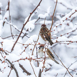 Close-up of insect on snow