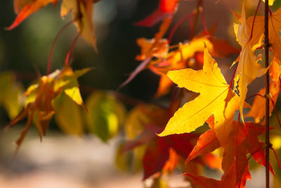 Close-up of maple leaves on plant