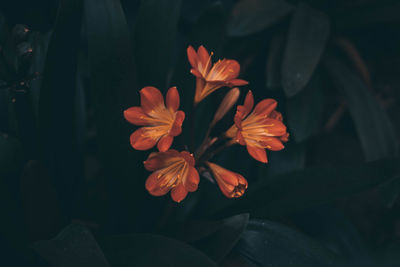 Flowers blooming outdoors