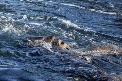 View of turtle in sea