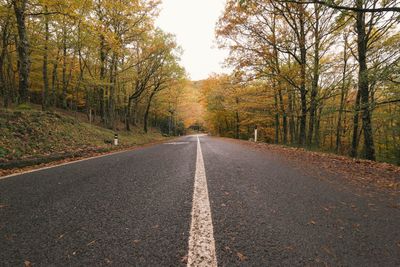 Surface level of road amidst trees in forest