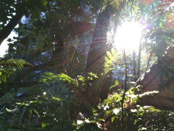 Low angle view of spider web on plants in forest