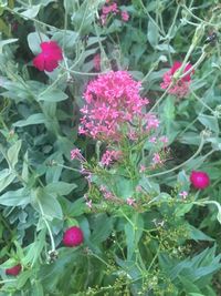 Close-up of pink flowers