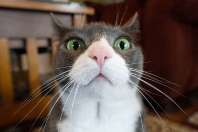 Close-up portrait of a cat