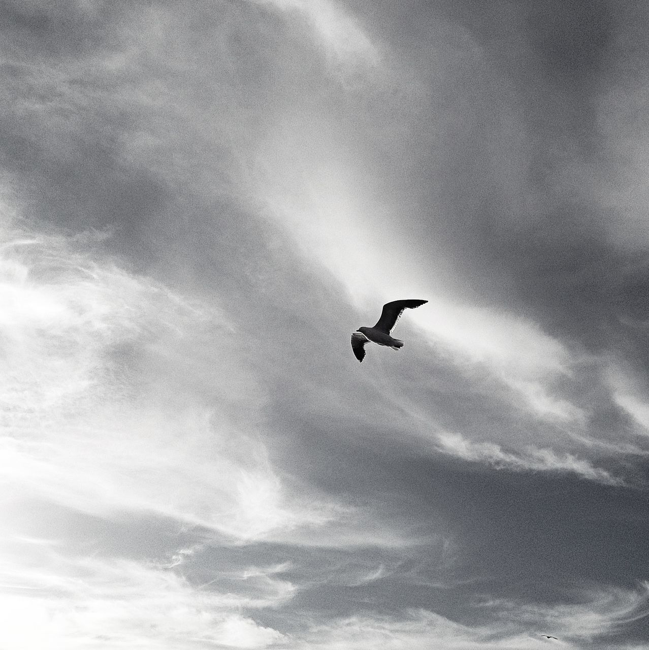 low angle view, flying, sky, mid-air, cloud - sky, cloudy, transportation, bird, one animal, silhouette, airplane, animal themes, cloud, nature, air vehicle, on the move, outdoors, wildlife, spread wings, day