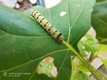 Close-up of insect on leaf