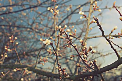 Close-up of branches against blurred background