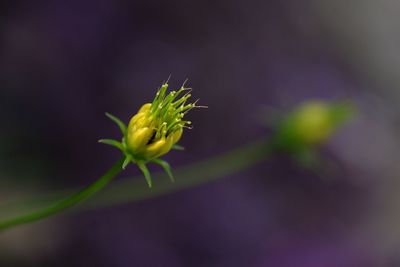 Close-up of flower bud