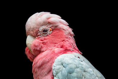 Close-up of a parrot