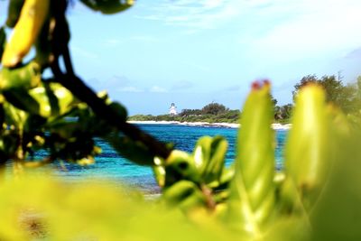 Close-up of plants against sea