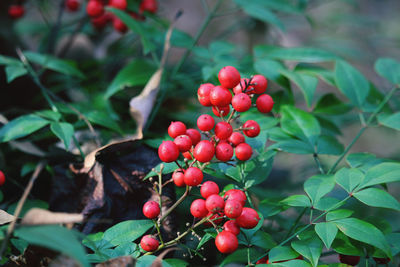 Close-up of cherries on tree