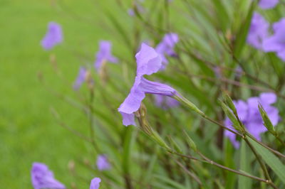 Close-up of purple flowers blooming in field