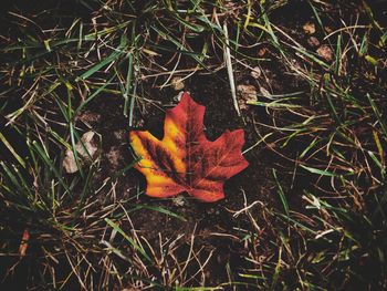 High angle view of autumn leaf on field