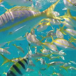 Close-up of fish underwater