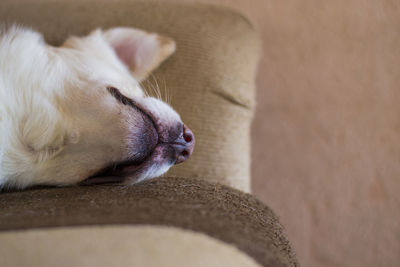 Close-up of dog relaxing at home