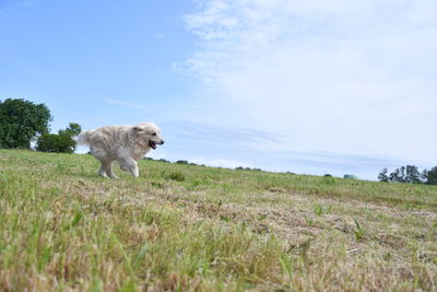 Dog on a field