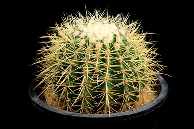 Close-up of cactus in pot against black background