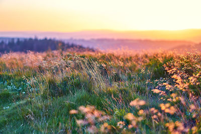 Plants growing on land against sky during sunset