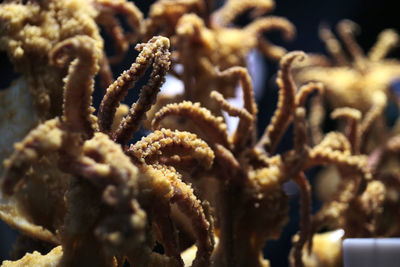 Close-up of fried octopus