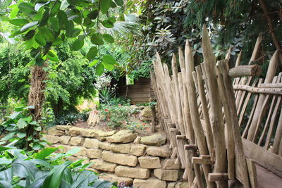View of bamboo trees in forest