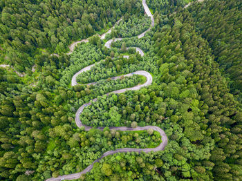 High angle view of green plants and road in forest