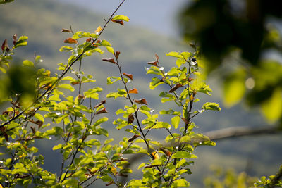 Close-up of plant against blurred background