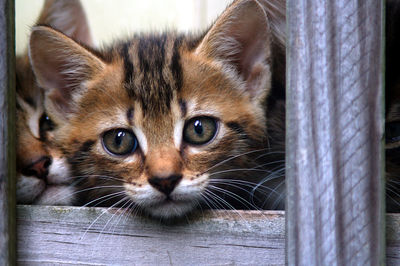 Close-up portrait of a cat