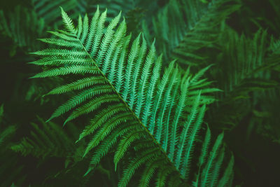 Full frame shot of leaves