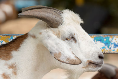 Close-up of goat