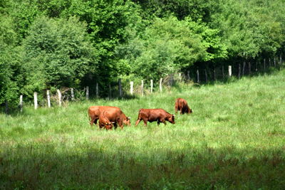 Cows on grass against trees