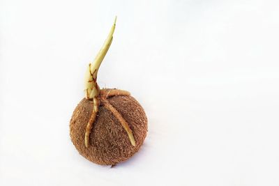 Close-up of bananas against white background