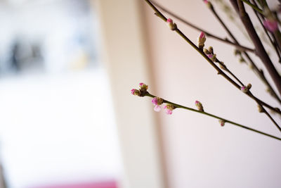 Close-up of pink cherry blossom