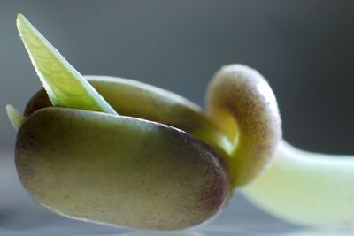 Close-up of fruit on plant