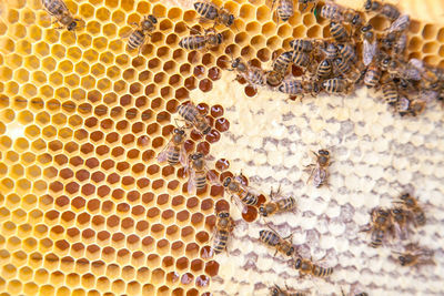 Close-up of bee on the wall