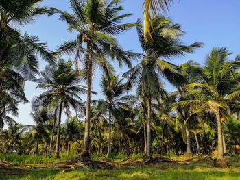 Palm trees on landscape against sky