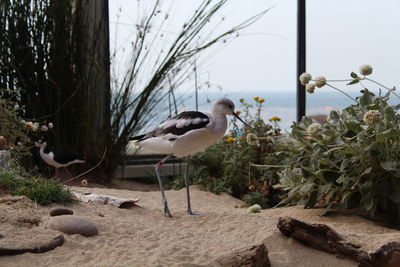 Birds perching on wooden post