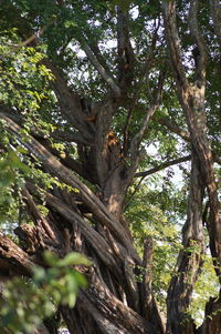 Low angle view of trees in forest