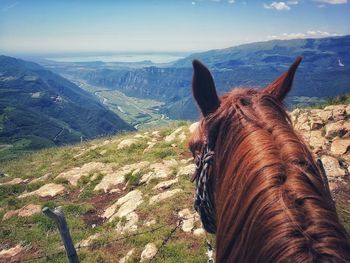 View of a horse on landscape