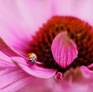 Close-up of insect on pink flower