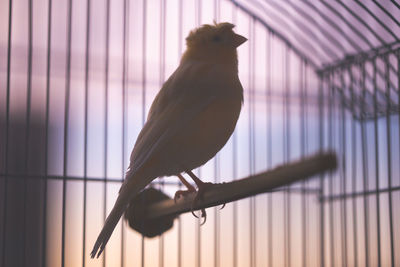 Close-up of bird perching in cage