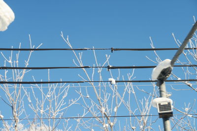 Low angle view of snow tree against blue sky