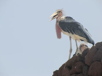 Low angle view of marabou stork on rock against sky