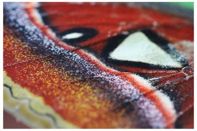 Extreme close up of red flower