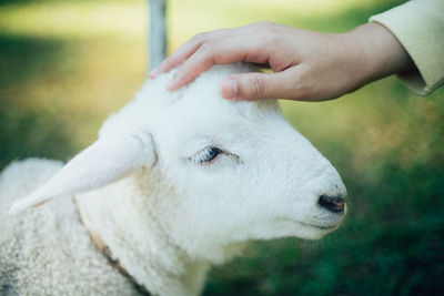 Close-up of hand holding white mouth