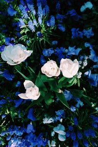 Close-up of white hydrangea blooming outdoors
