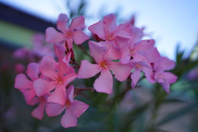 Close-up of pink cherry blossoms