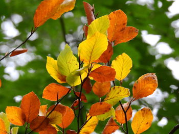 Close-up of yellow flowers