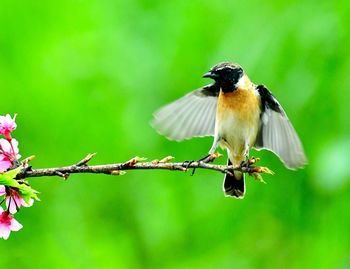 Bird perching on a branch